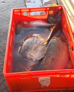Mehr über den Artikel erfahren Abfischen am Hindenberger See