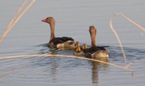 Familie